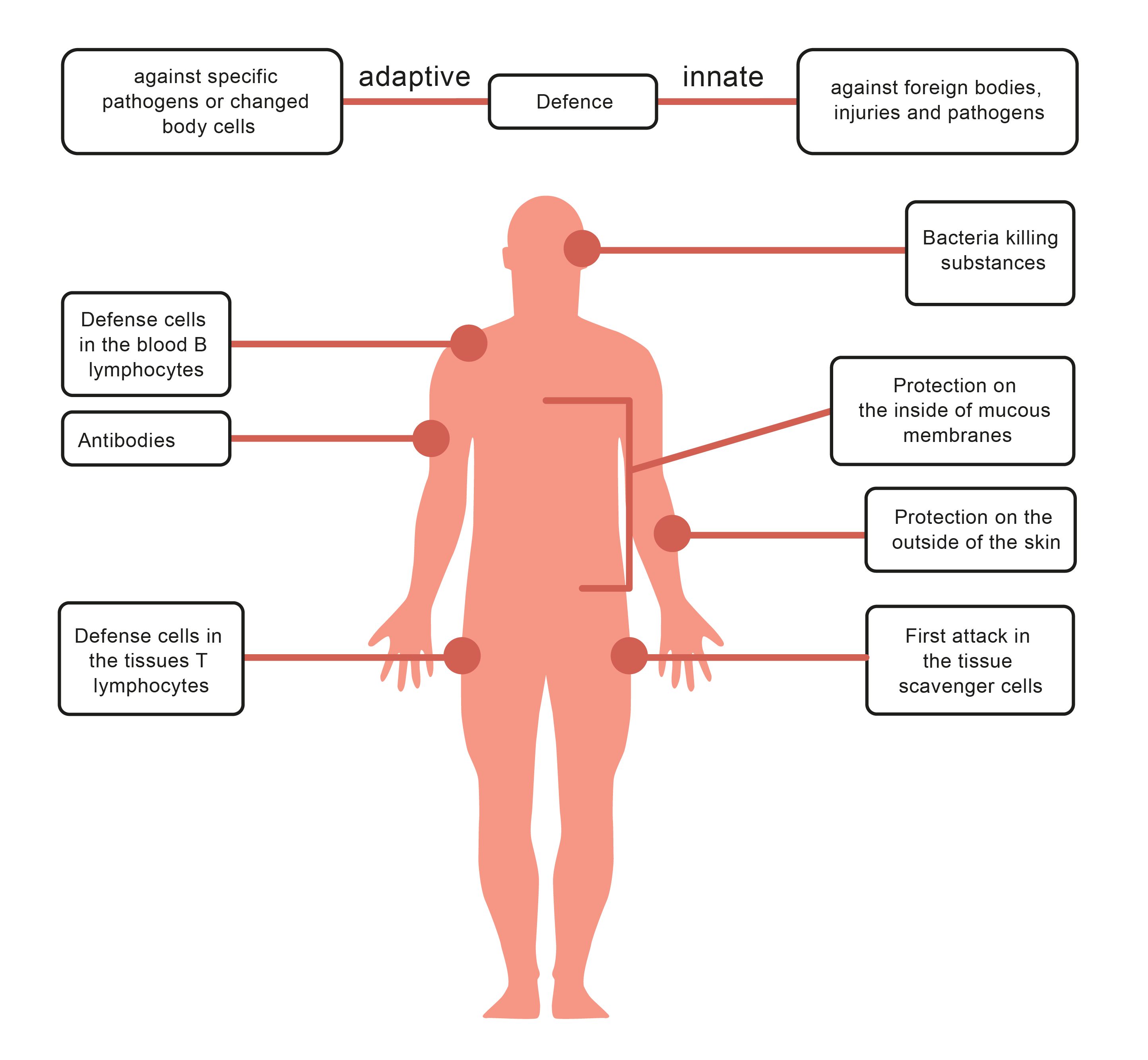 Disease And The Immune System Worksheet From EdPlace